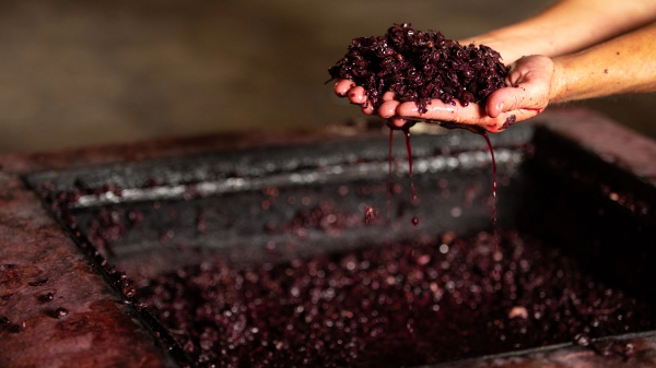 Νέα έρευνα δείχνει τι λείπει από την κυκλική οικονομία του κρασιού