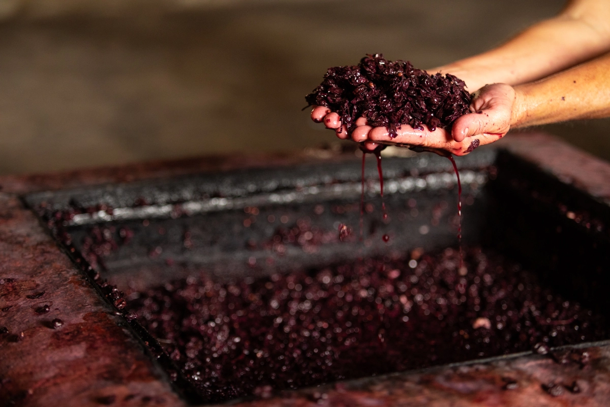 Νέα έρευνα δείχνει τι λείπει από την κυκλική οικονομία του κρασιού