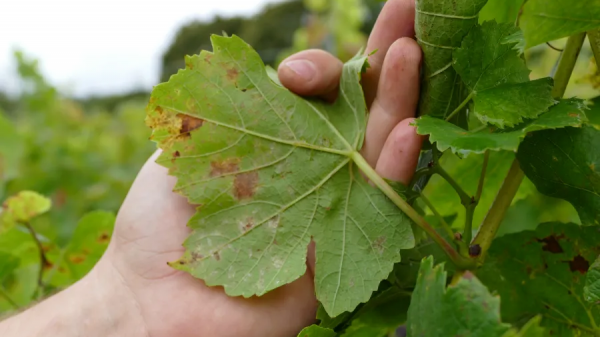 Ευδεμίδα και περονόσπορος θέτουν σε ετοιμότητα τους αμπελώνες της Κεντρικής Μακεδονίας
