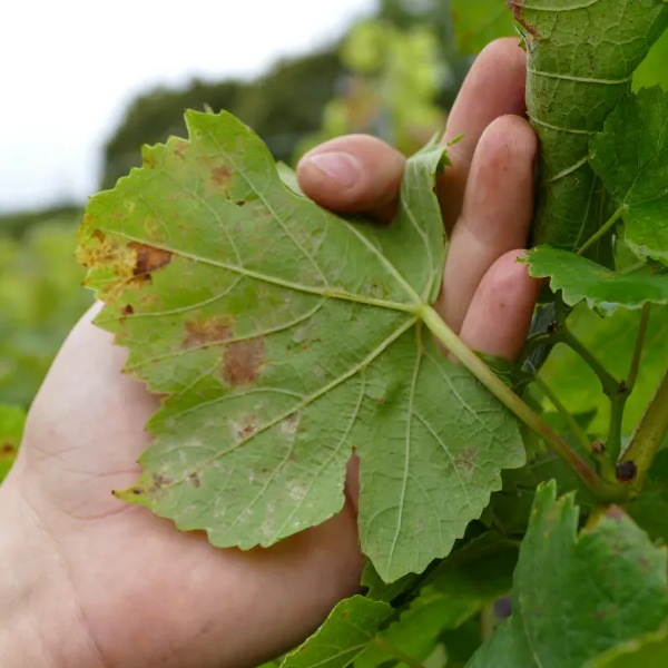Ευδεμίδα και περονόσπορος θέτουν σε ετοιμότητα τους αμπελώνες της Κεντρικής Μακεδονίας