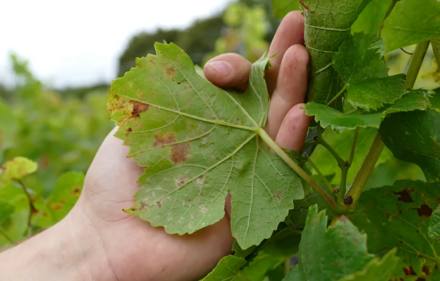 Ευδεμίδα και περονόσπορος θέτουν σε ετοιμότητα τους αμπελώνες της Κεντρικής Μακεδονίας