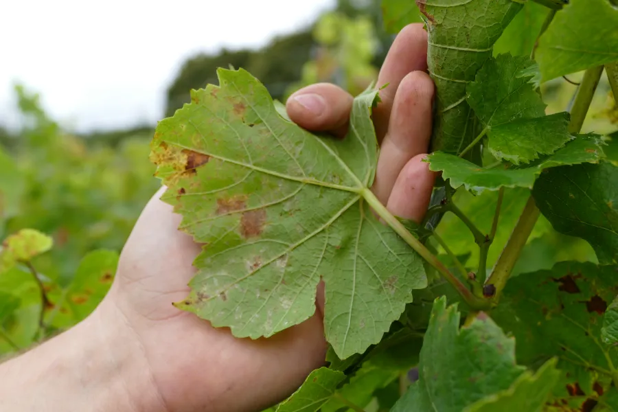 Ευδεμίδα και περονόσπορος θέτουν σε ετοιμότητα τους αμπελώνες της Κεντρικής Μακεδονίας