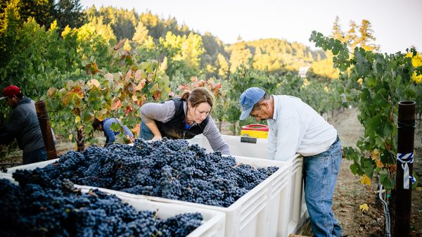 Η Καλιφόρνια κατέγραψε τον χαμηλότερο τρύγο στην ιστορία της από το 1999