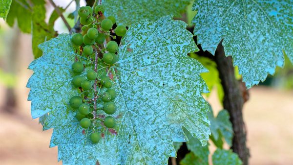 Δικαστική ανάσα για τα χαλκούχα σκευάσματα στους γαλλικούς αμπελώνες