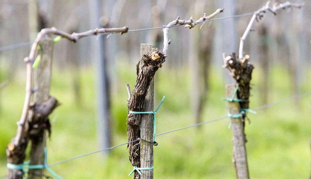 Οι ποικιλίες Piwi κερδίζουν σταθερά έδαφος στη γερμανική αμπελουργία