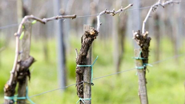 Οι ποικιλίες Piwi κερδίζουν σταθερά έδαφος στη γερμανική αμπελουργία