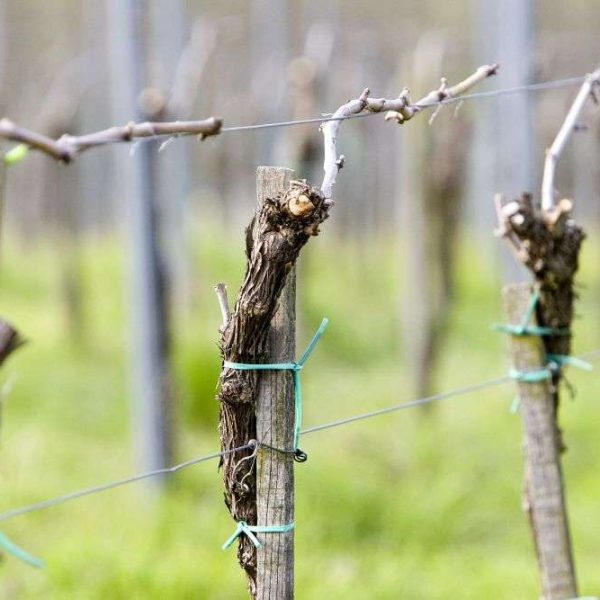 Οι ποικιλίες Piwi κερδίζουν σταθερά έδαφος στη γερμανική αμπελουργία