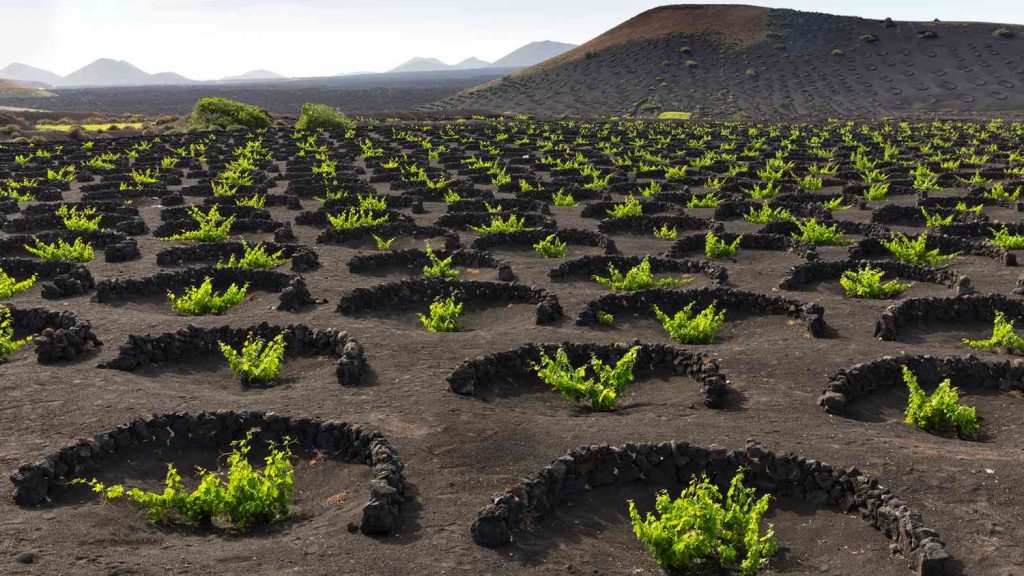 Κανάρια Νησιά, η ηφαιστειακή κιβωτός του ατλαντικού κρασιού