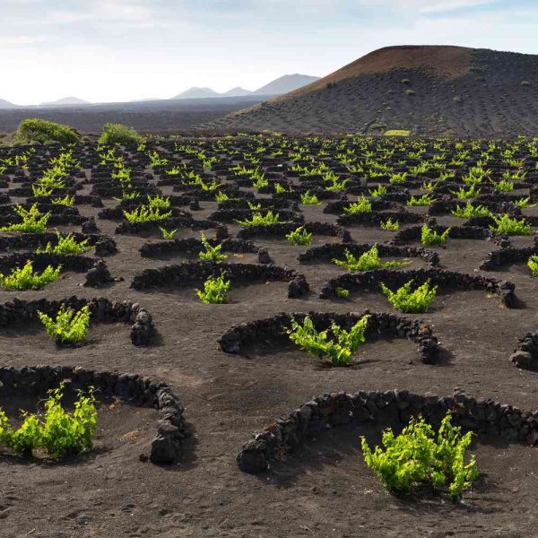 Κανάρια Νησιά, η ηφαιστειακή κιβωτός του ατλαντικού κρασιού