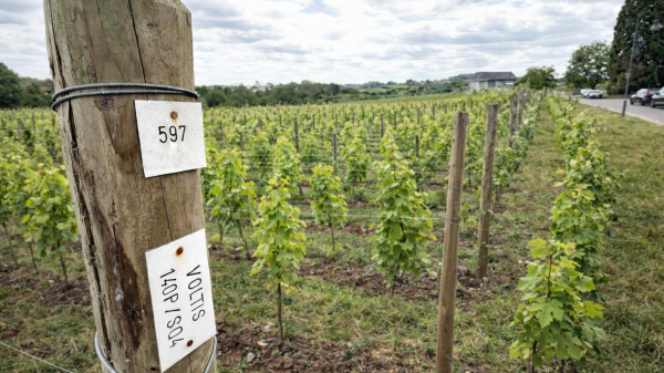Η Καμπανία ανοίγει δοκιμαστικά τον δρόμο για το σταφύλι Voltis