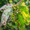 Πρώτες προειδοποιήσεις για περονόσπορο και ωίδιο στους κρητικούς αμπελώνες