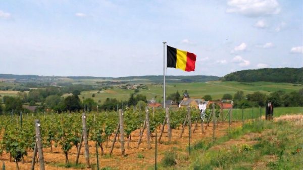 Το βελγικό κρασί ανεβαίνει επίπεδο με ρεκόρ εκτάσεων και παραγωγής