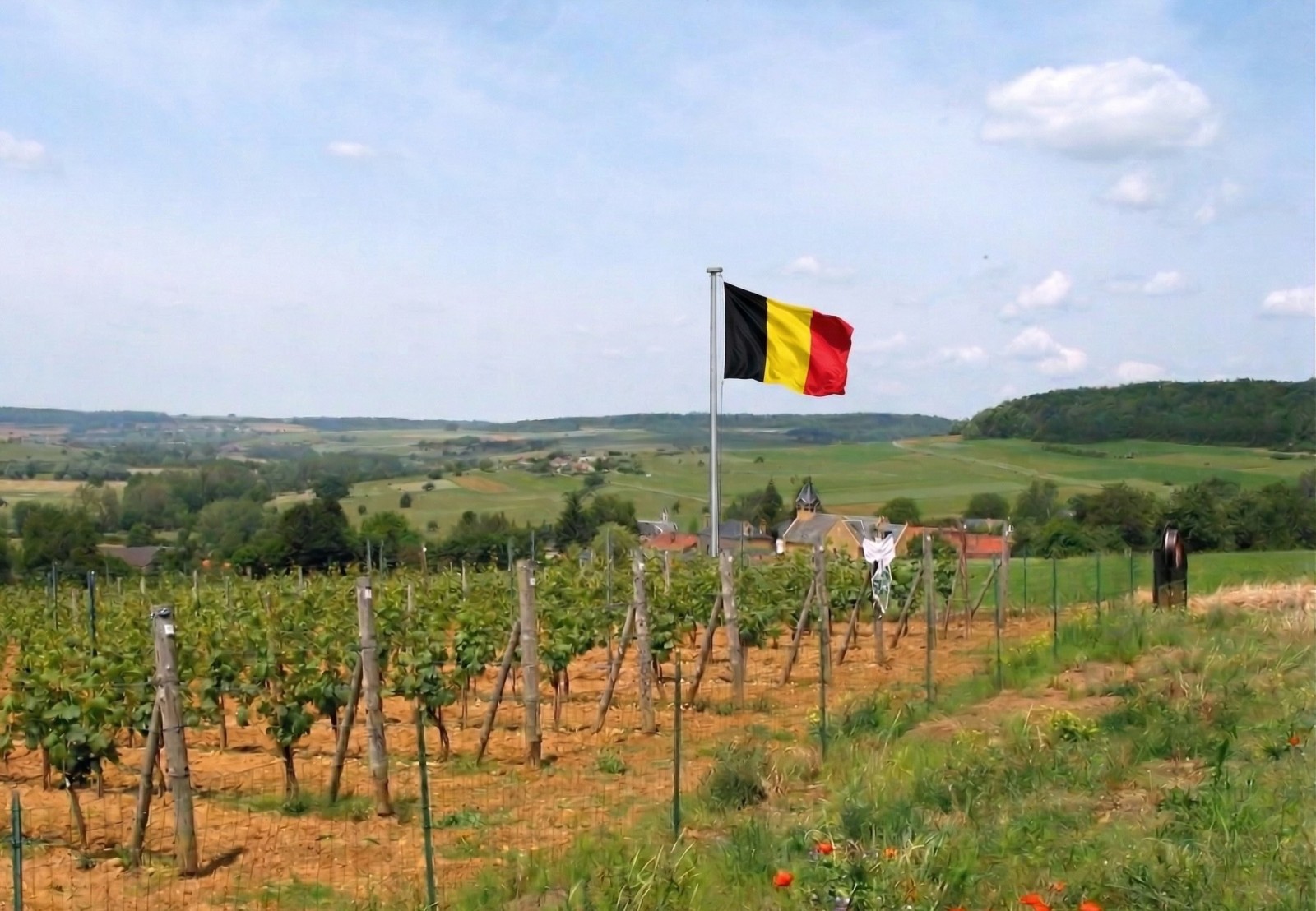 Το βελγικό κρασί ανεβαίνει επίπεδο με ρεκόρ εκτάσεων και παραγωγής