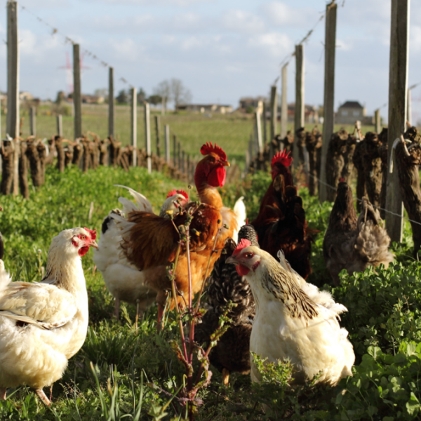 Το ευρωπαϊκό κρασί καλείται πλέον να αποδείξει όσα υπόσχεται για τη βιωσιμότητα