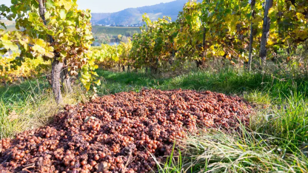 Αυξημένη επιφυλακή στους αμπελώνες λόγω περονοσπόρου και ωιδίου