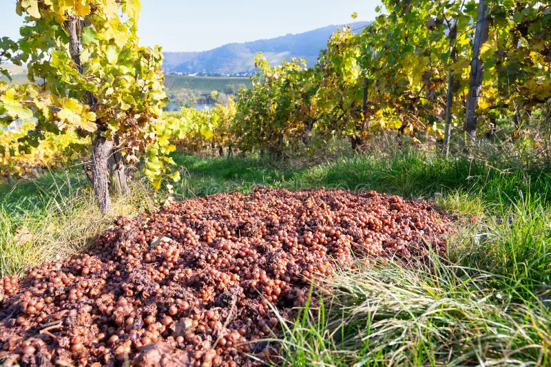 Αυξημένη επιφυλακή στους αμπελώνες λόγω περονοσπόρου και ωιδίου