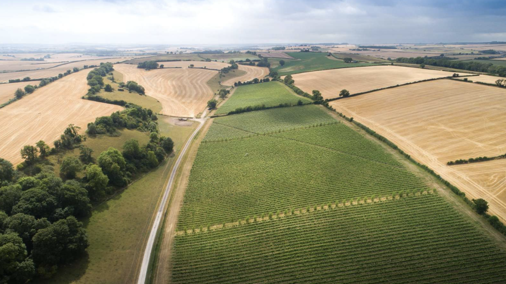 Στο Ντόρσετ πωλείται αμπελώνας αφρώδους οίνου με προοπτική ανάπτυξης