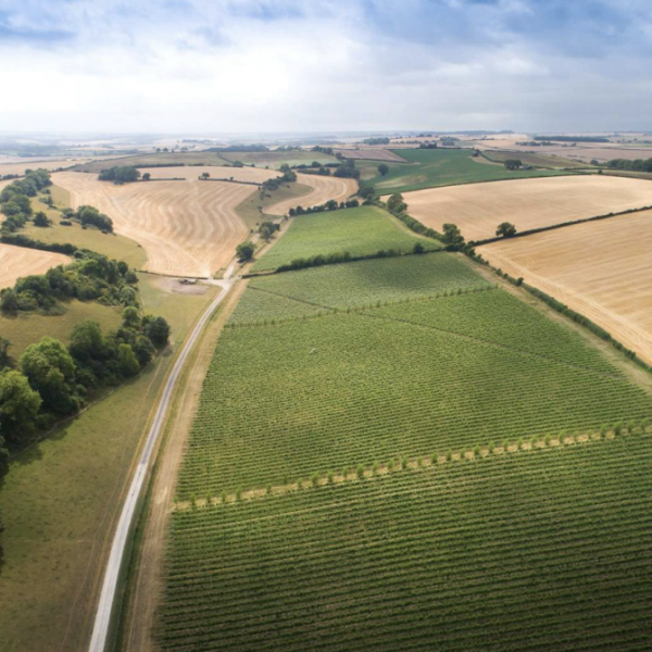 Στο Ντόρσετ πωλείται αμπελώνας αφρώδους οίνου με προοπτική ανάπτυξης