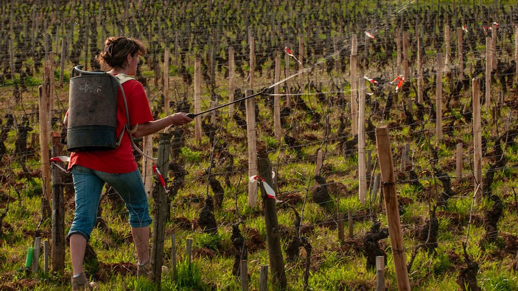 Γιατί ολοένα περισσότεροι Γάλλοι αμπελουργοί εγκαταλείπουν τη βιολογική καλλιέργεια