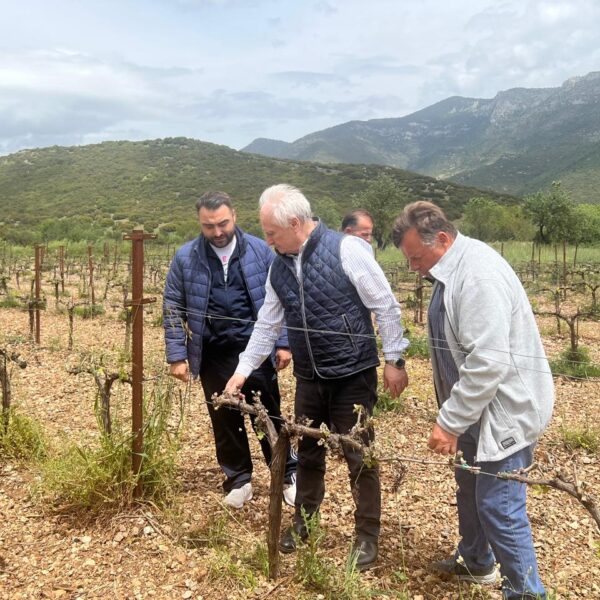Αλλαγή στη μεθοδολογία εκτίμησης ζημιών επιβάλλουν οι καταστροφές από παγετό σε Νεμέα-Μαντινεία