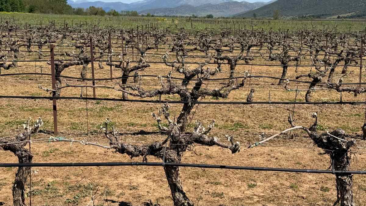 Χάνεται η οινική χρονιά φέτος για τη Νεμέα, πολύ μεγάλες οι καταστροφές του παγετού της 3ης Μαίου