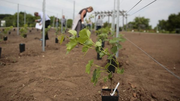 Το γονίδιο που αλλάζει την αρχιτεκτονική των μελλοντικών αμπελώνων