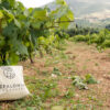 Η Ρομπόλα στο επίκεντρο του 5ου Kefalonia Wine Hub