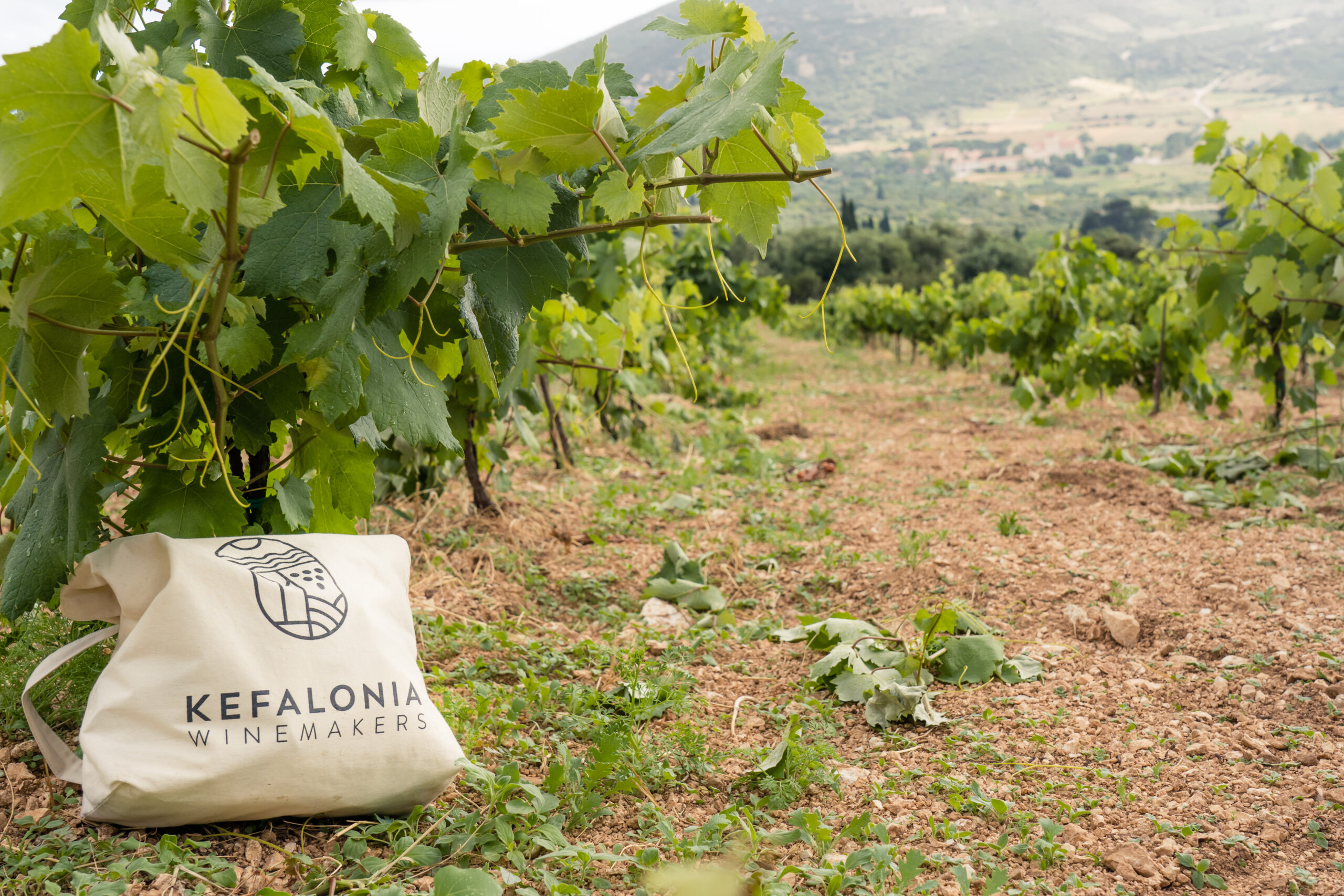 Η Ρομπόλα στο επίκεντρο του 5ου Kefalonia Wine Hub