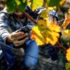 Ιταλία και Ισπανία κινούνται προς υπερβολικά γενναιόδωρους τρύγους