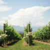Η ελληνική wine-tech εταιρεία που χτίζει την ψηφιακή υποδομή του σύγχρονου οινοποιείου