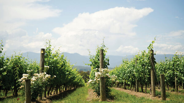 Η ελληνική wine-tech εταιρεία που χτίζει την ψηφιακή υποδομή του σύγχρονου οινοποιείου