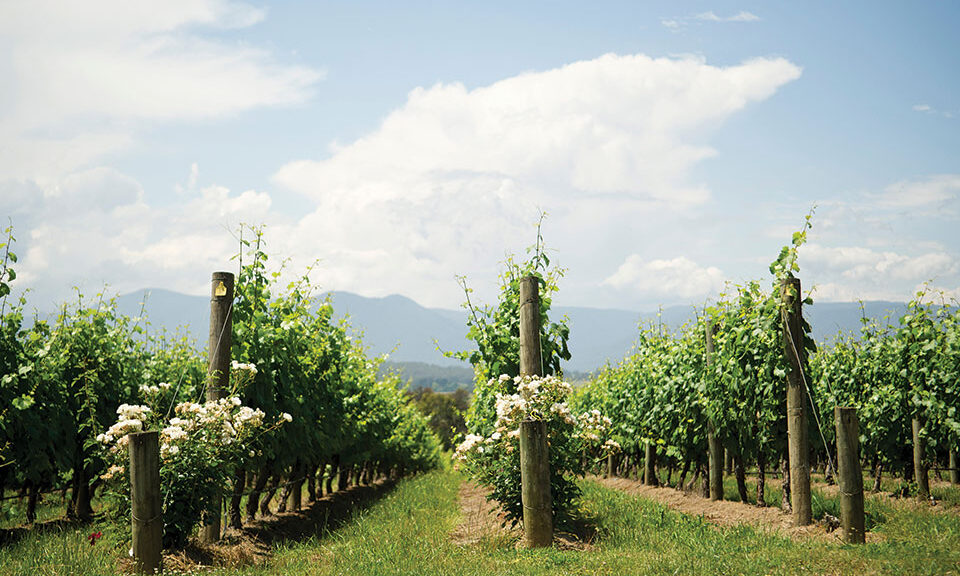Η ελληνική wine-tech εταιρεία που χτίζει την ψηφιακή υποδομή του σύγχρονου οινοποιείου