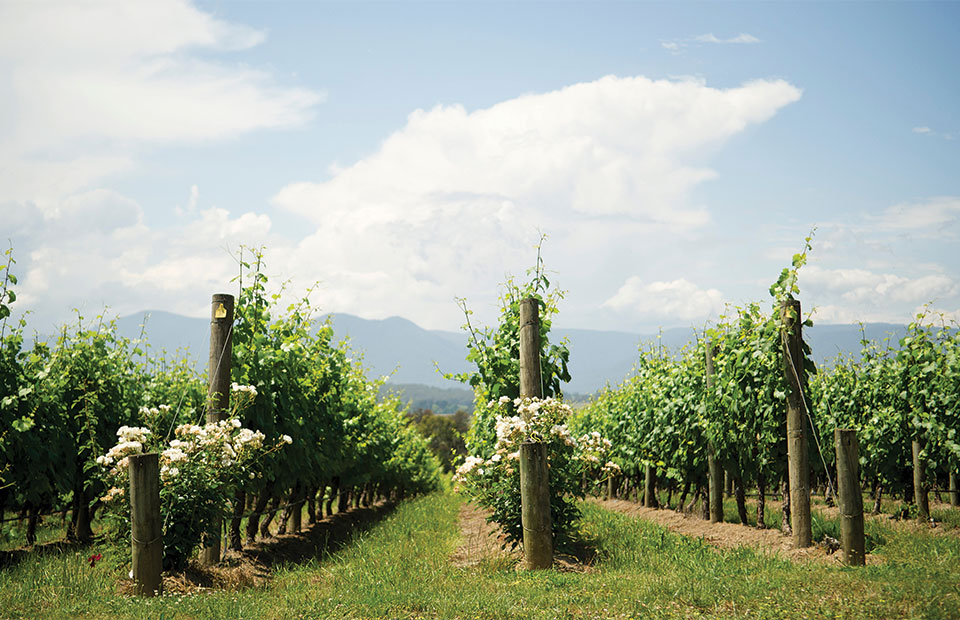 Η ελληνική wine-tech εταιρεία που χτίζει την ψηφιακή υποδομή του σύγχρονου οινοποιείου