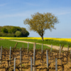 Coteaux du Giennois: Η προσιτή απάντηση του Λίγηρα σε Sancerre και Pouilly-Fumé