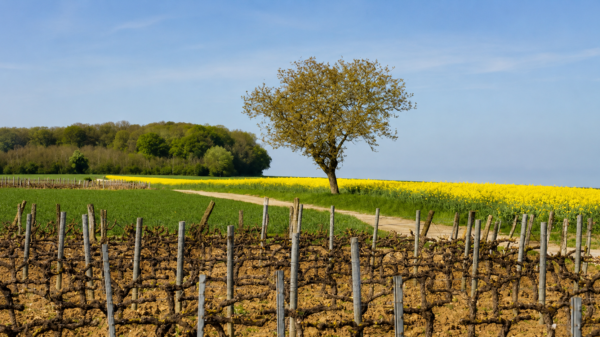 Coteaux du Giennois: Η προσιτή απάντηση του Λίγηρα σε Sancerre και Pouilly-Fumé