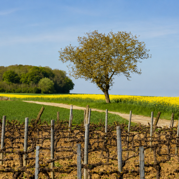 Coteaux du Giennois: Η προσιτή απάντηση του Λίγηρα σε Sancerre και Pouilly-Fumé
