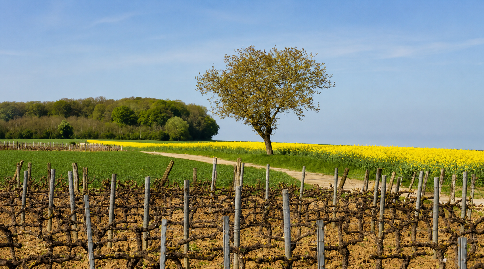 Coteaux du Giennois: Η προσιτή απάντηση του Λίγηρα σε Sancerre και Pouilly-Fumé