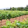 Σε συναγερμό για διαφύλαξη των πόρων των τομεακών οίνου της ΚΑΠ