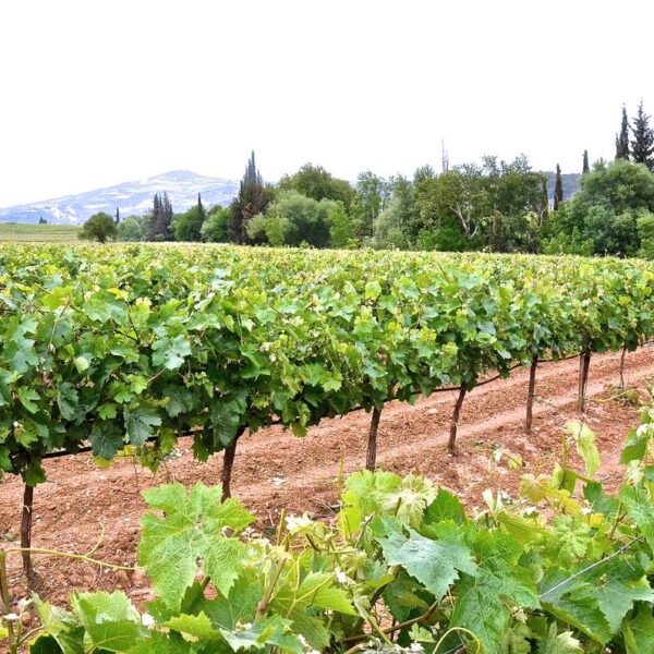 Σε συναγερμό για διαφύλαξη των πόρων των τομεακών οίνου της ΚΑΠ