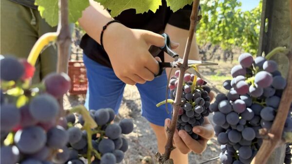 Με τη συμμετοχή μαθητών ο τρύγος στον αμπελώνα της Αμερικάνικης Γεωργικής Σχολής