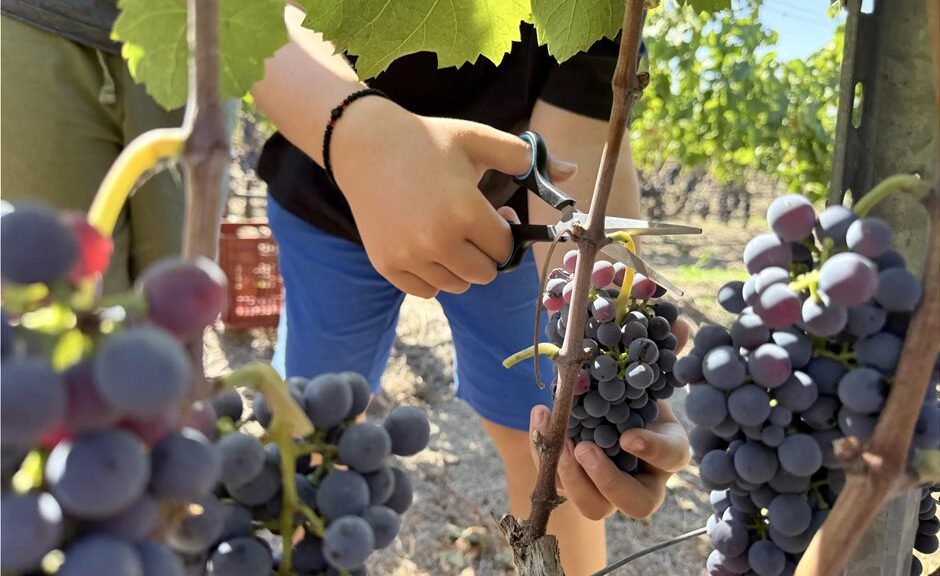 Με τη συμμετοχή μαθητών ο τρύγος στον αμπελώνα της Αμερικάνικης Γεωργικής Σχολής