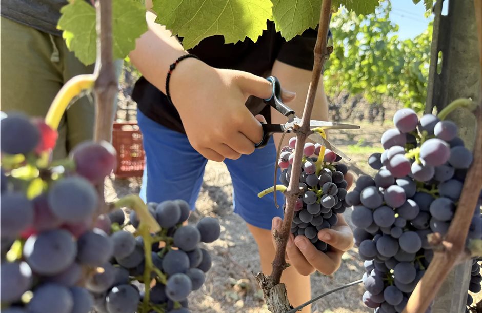 Με τη συμμετοχή μαθητών ο τρύγος στον αμπελώνα της Αμερικάνικης Γεωργικής Σχολής