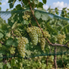 Η σκίαση δεν προστατεύει πάντα το Chardonnay από τα εγκαύματα
