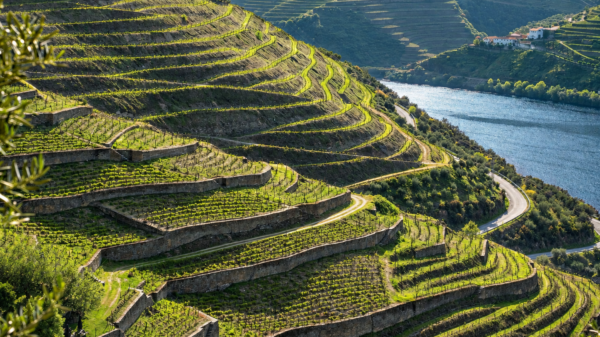 Η Πορτογαλία ρίχνει 100 εκατ. ευρώ στο Douro για να μη μείνουν σταφύλια απούλητα