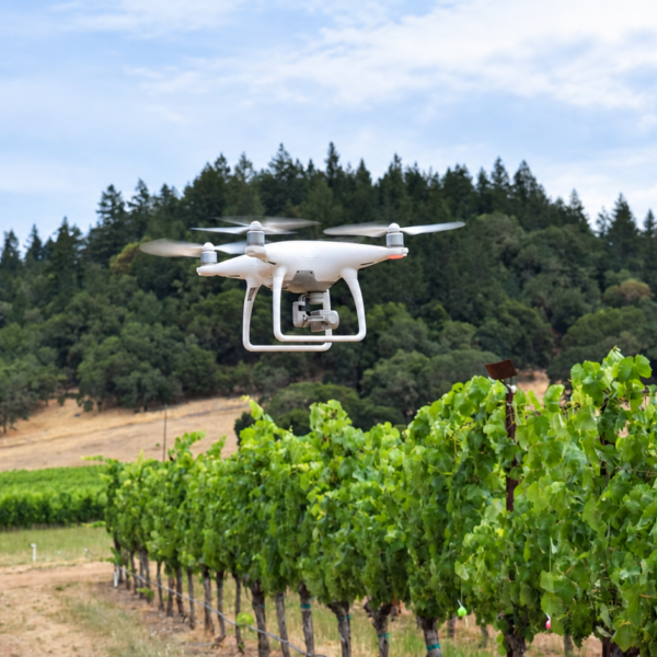 Η Αυστρία δοκιμάζει drones και τεχνητή νοημοσύνη απέναντι στις ασθένειες της αμπέλου