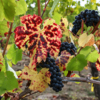 Συμμαχία 2,5 εκατ. δολαρίων στη Napa Valley κατά του ιού Red Blotch