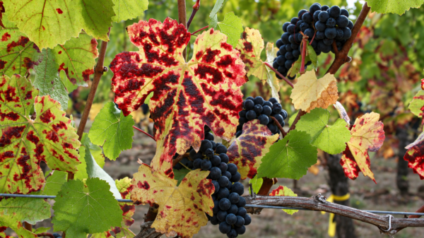 Συμμαχία 2,5 εκατ. δολαρίων στη Napa Valley κατά του ιού Red Blotch